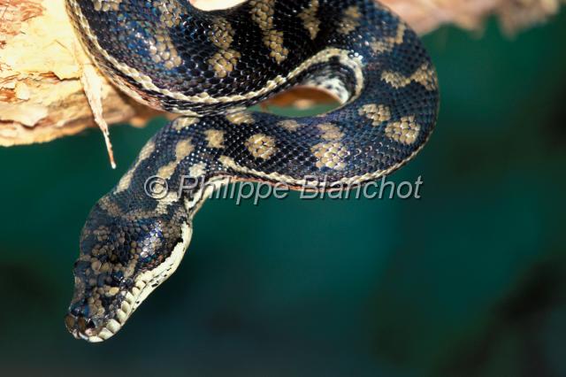 python 1.JPG - AppleMark